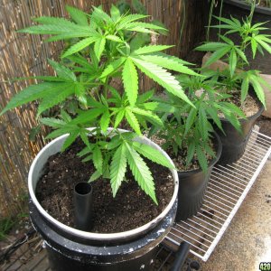 Outdoor Soil grow in Hawaii2013