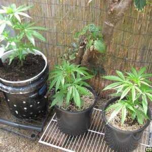 Outdoor Soil grow in Hawaii2013