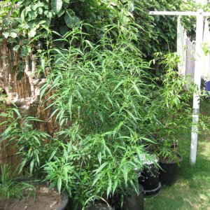 Outdoor Soil grow in Hawaii2013