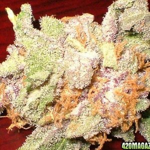 PurpUrps03