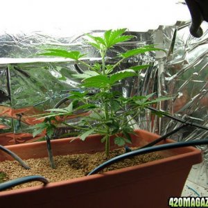 My Hydro Grow