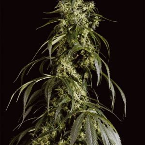 Arjan's Haze #1 - Green House Seed Co.