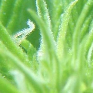 trichs6