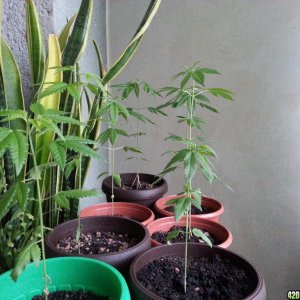 my plants