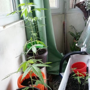 my plants