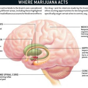 Cannabis Facts