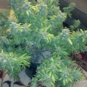 havest time white widow x cheese