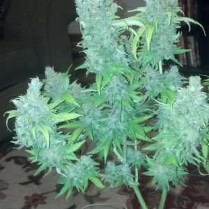 havest time white widow x cheese