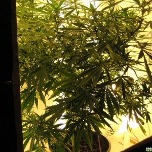 NL big bud grow