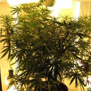 NL big bud grow