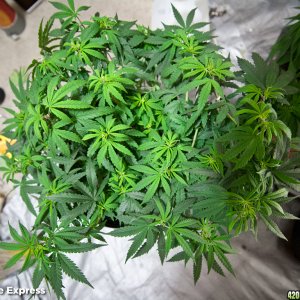 Pineapple Express LST