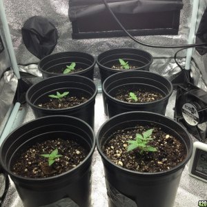 Yummytrees first grow 5/27/13