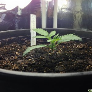 Kali Mist Veg 10 days Plant 1