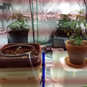 Big grow tent set up 5/29/13