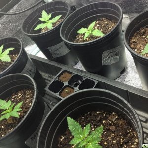 Grow 6/1/13