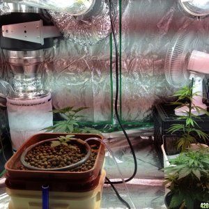 Big grow tent set up 6/2/13