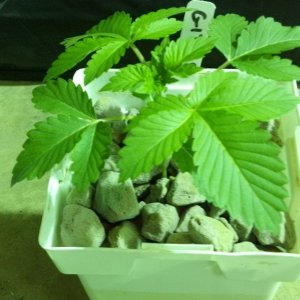 Week 3 Update - Multi Strain Grow from Seeds