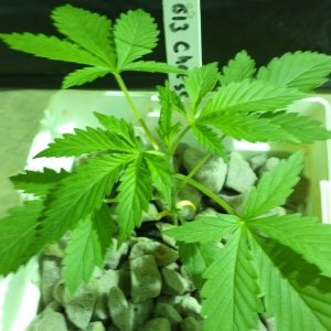 Week 3 Update - Multi Strain Grow from Seeds