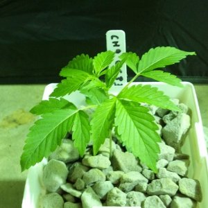 Week 3 Update - Multi Strain Grow from Seeds