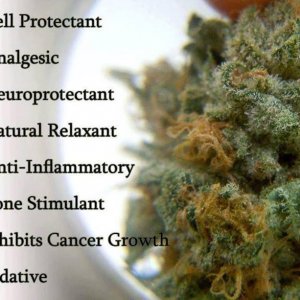 Cannabis Facts