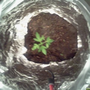 Ghetto Grow