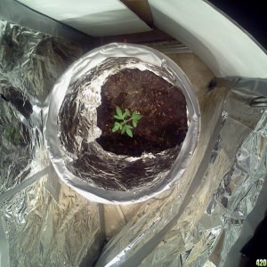 Ghetto Grow