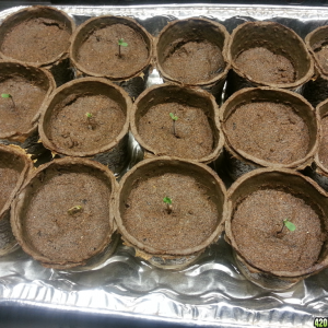 Seedlings