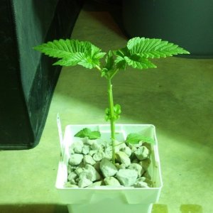 Week 4 Update - Multi Strain Grow from Seeds