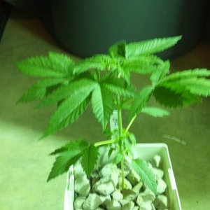 Week 4 Update - Multi Strain Grow from Seeds