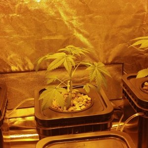 Week 4 Update - Multi Strain Grow from Seeds