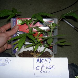 15th clone from ak47 cross uk cherry cheese, topped at soil level then topp