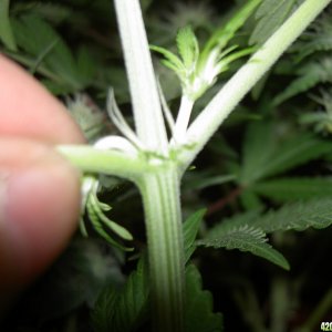 15th close up purple cheese auto