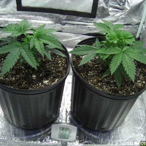 Thefirstime First Grow