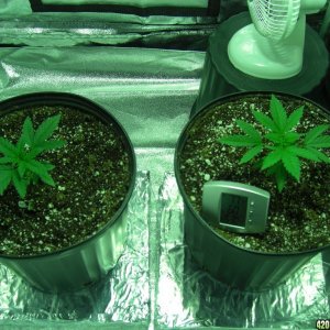 Thefirstime First Grow