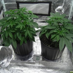 Thefirstime First Grow