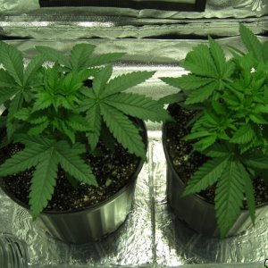 Thefirstime First Grow