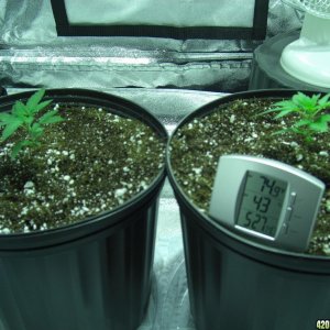 Thefirstime First Grow