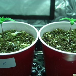 Thefirstime First Grow