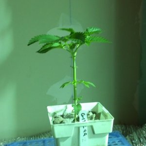 Week 5 Update - Multi Strain Grow from Seeds