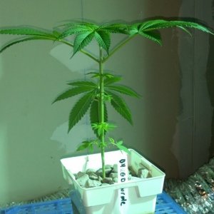 Week 5 Update - Multi Strain Grow from Seeds