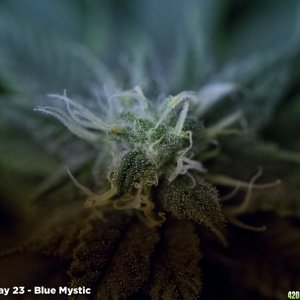 Blue Mystic - Flower Day 23