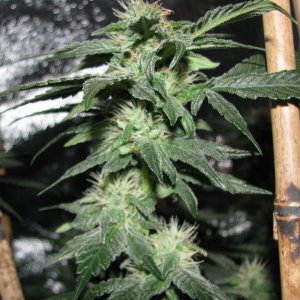 Mendo Kush Top