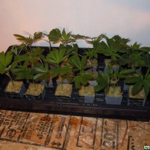 batch of clones