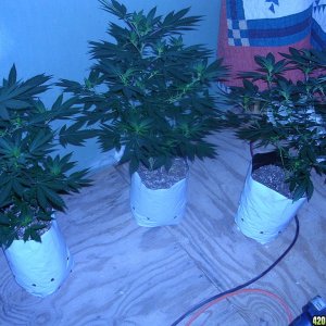 40 day old clones