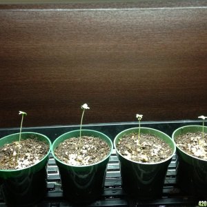 Seedlings