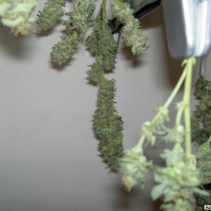 harvested buds, unamed fem