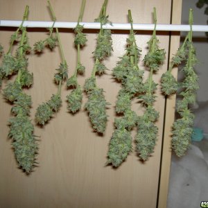 harvested buds, unamed fem