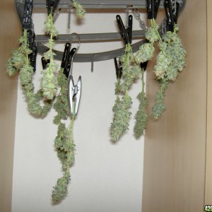 harvested buds, unamed fem