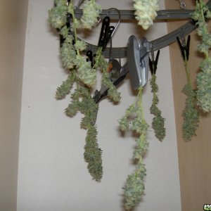 harvested buds, unamed fem