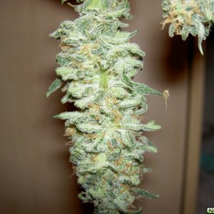 harvested buds, unamed fem